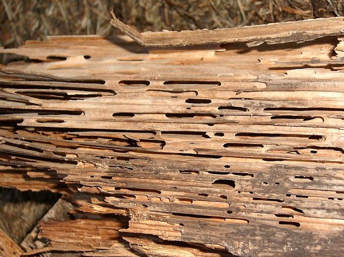 sarang semut kayu terowongan